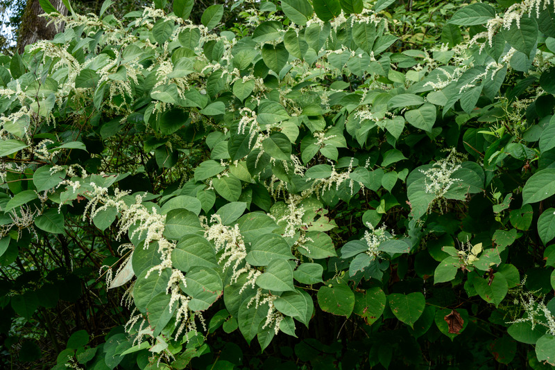 Japanese knotweed in flower - heart shaped leaves with white flower spikes