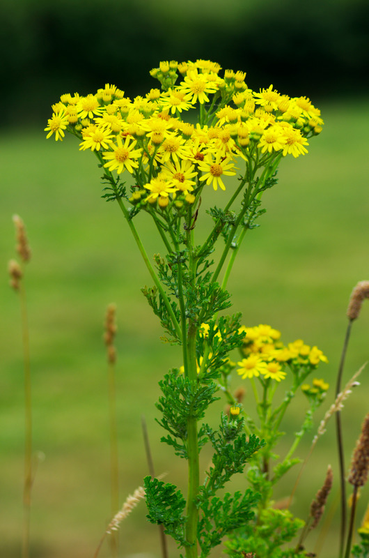 Ragwort plant in flower - small finger like leaves and yellow daisy type flowers