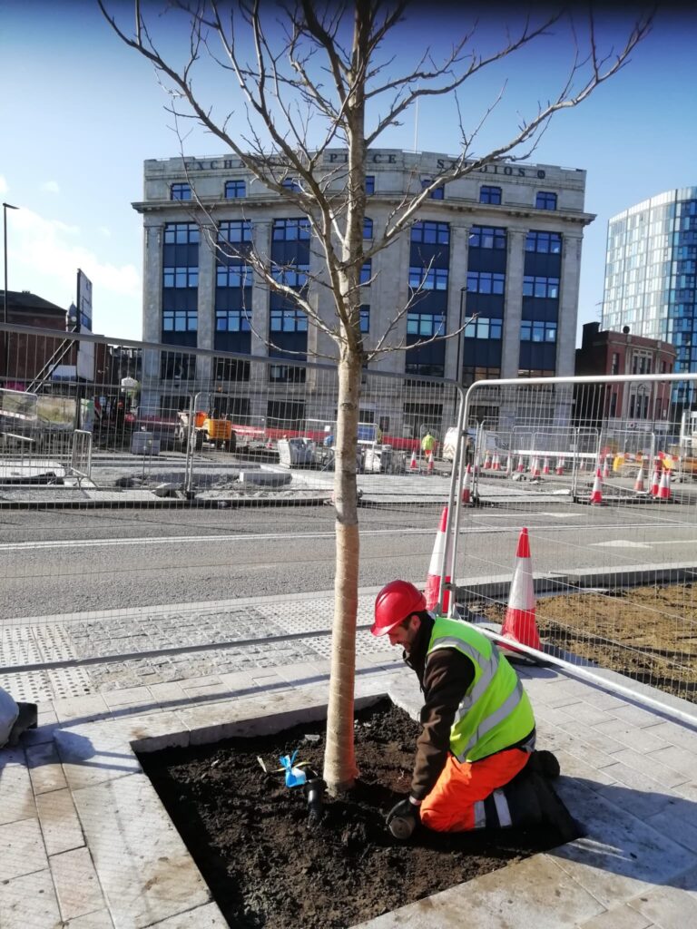 worker in high vis planting a tree using specialist substrate in a city centre